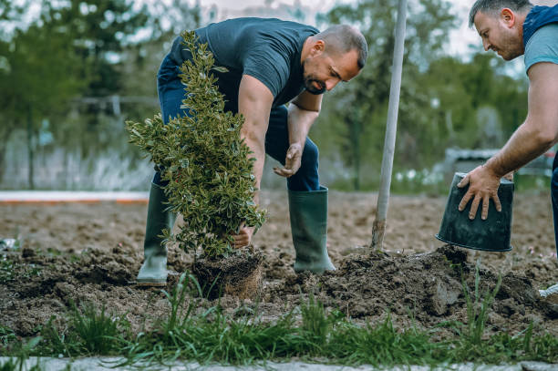 Professional Tree Service in Amherst, VA